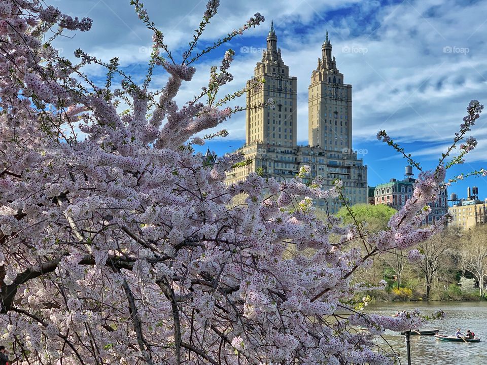 Spring in New York, cherry blossom, New York in bloom, Central Park 