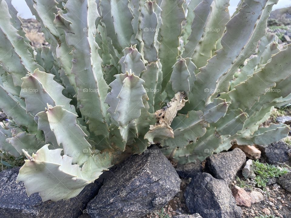 amazing trip with my family in the eid , city taif ,desert herbal 