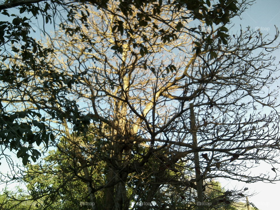 Almond tree in autumn