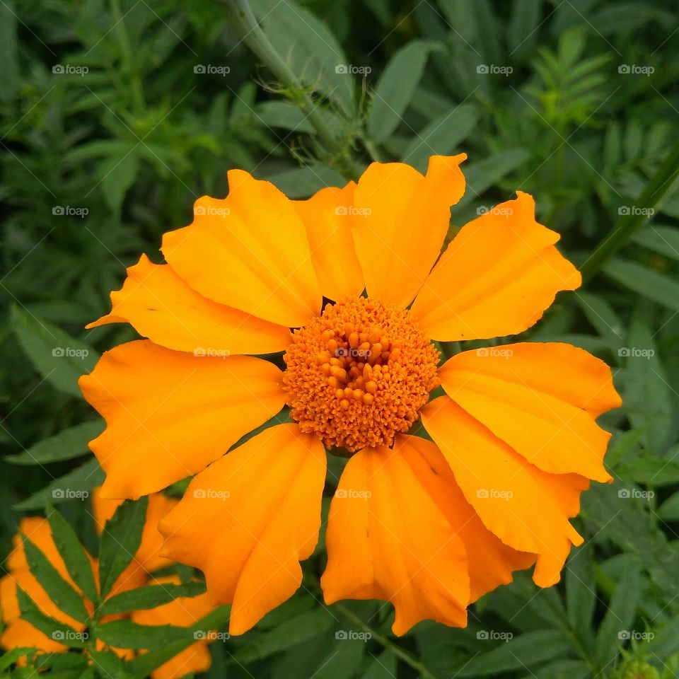 Orange cosmos flower blooming in springtime