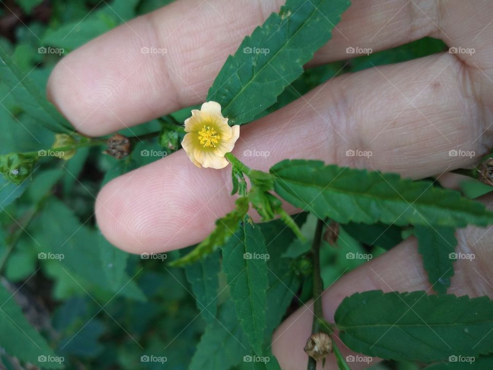 Flowers and hands