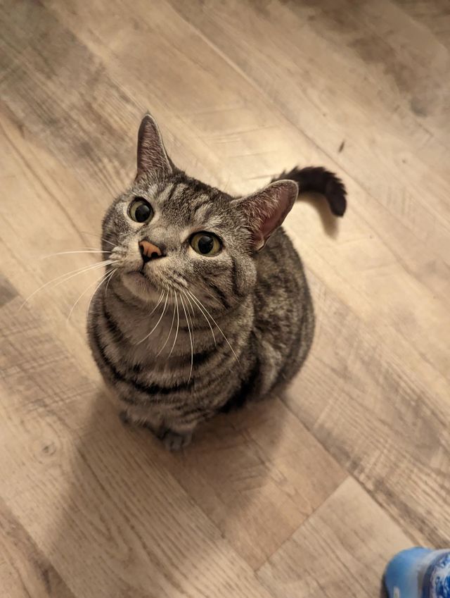 Curious Cat