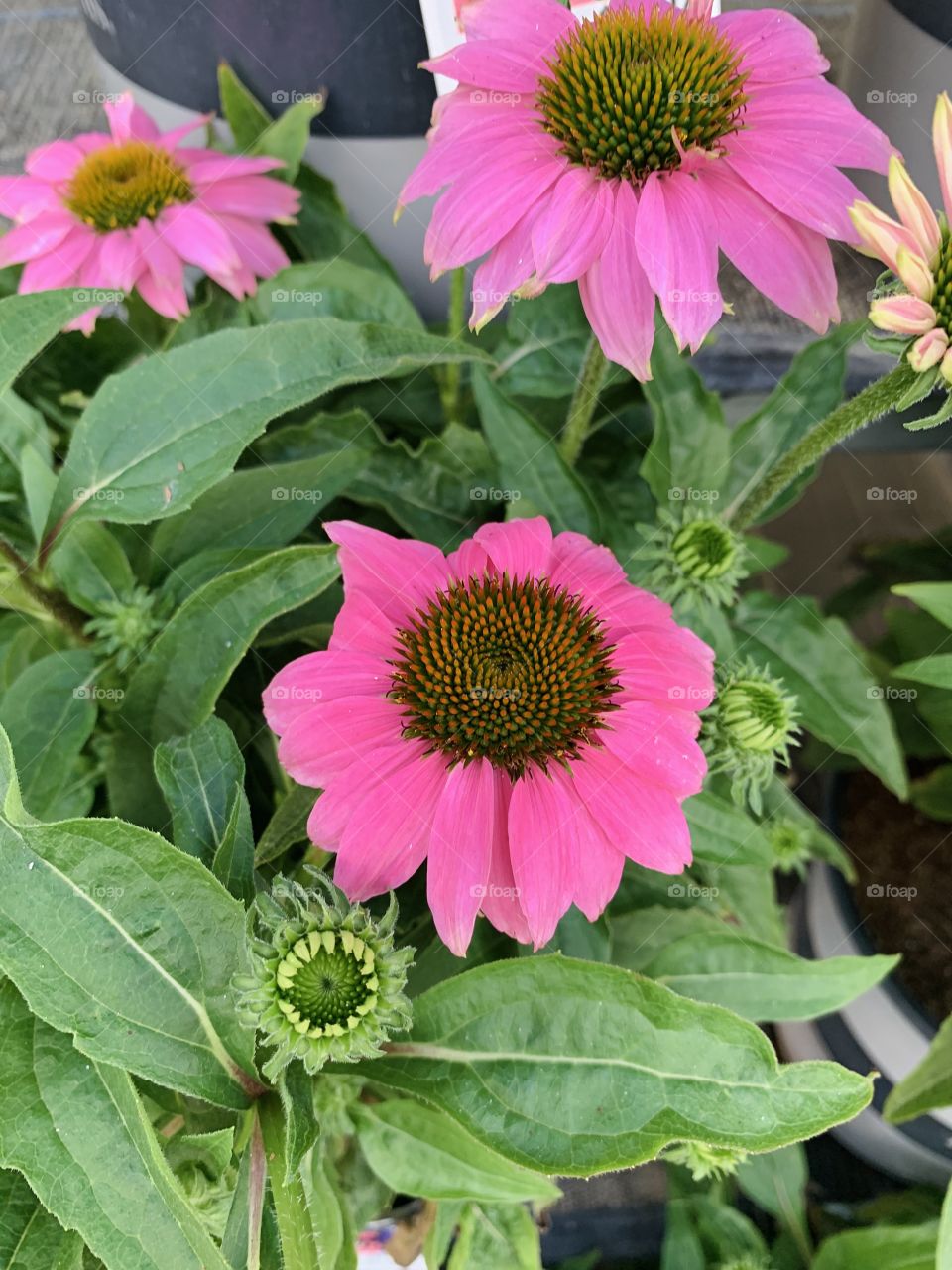 Pop of color, Beautiful pink flowers 