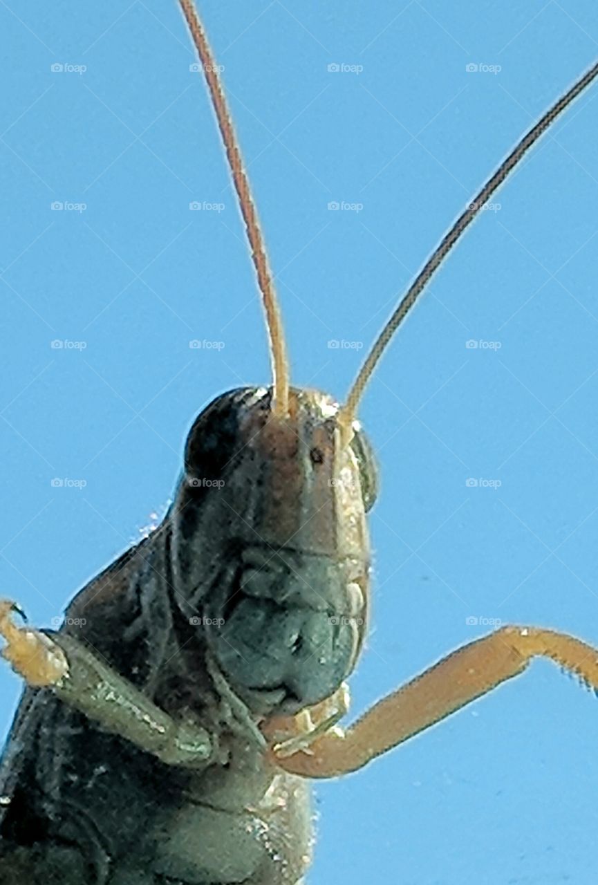 grasshopper face