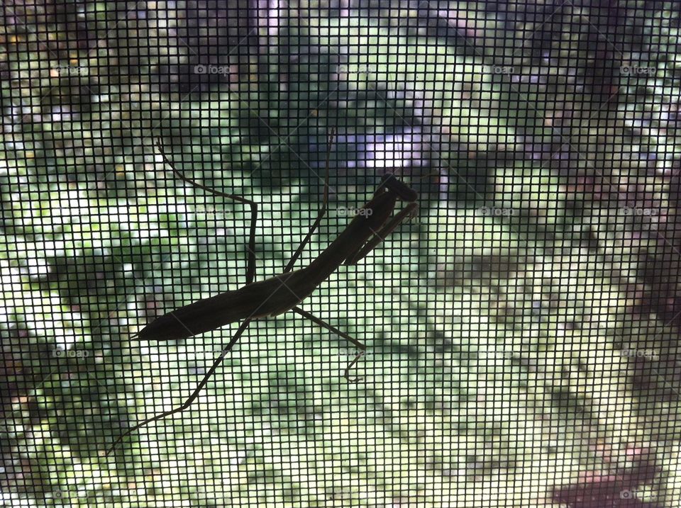 Praying Mantis in window.