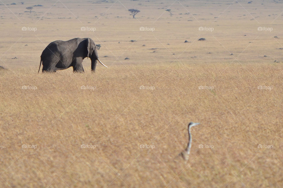 animal mammals scenery elephant by hunter_dude99