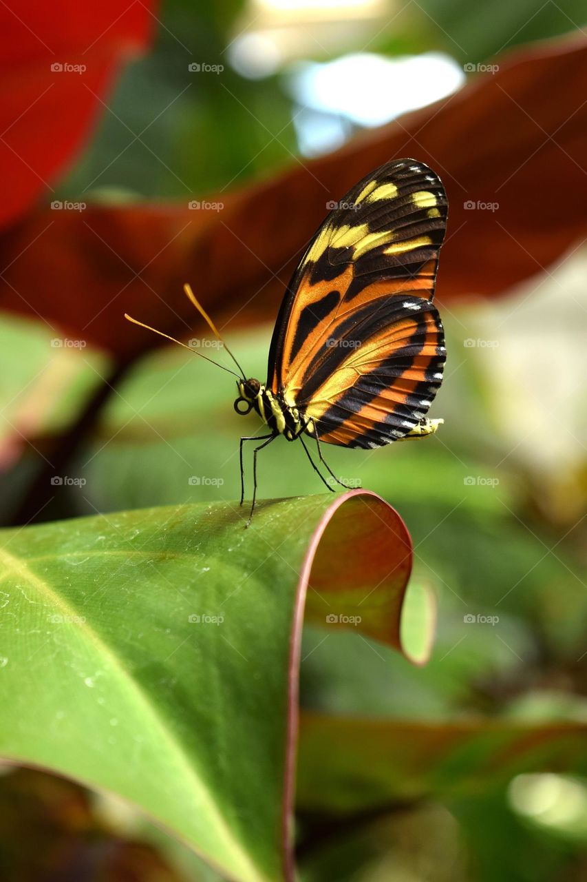 Beautiful and colourful butterfly