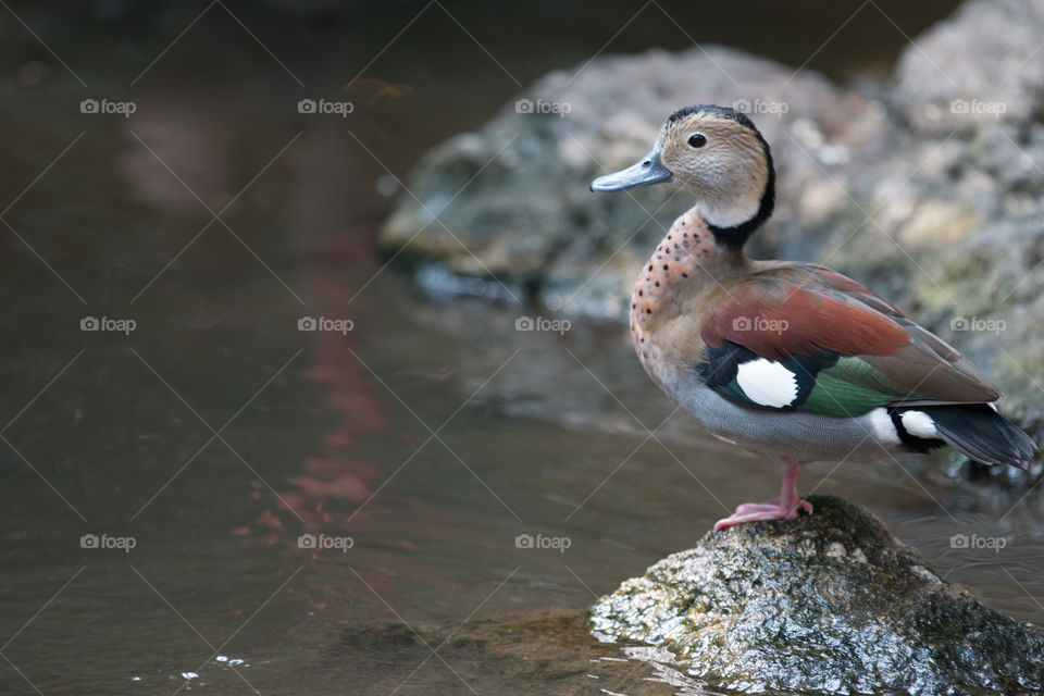 Bird, Nature, Wildlife, Duck, No Person