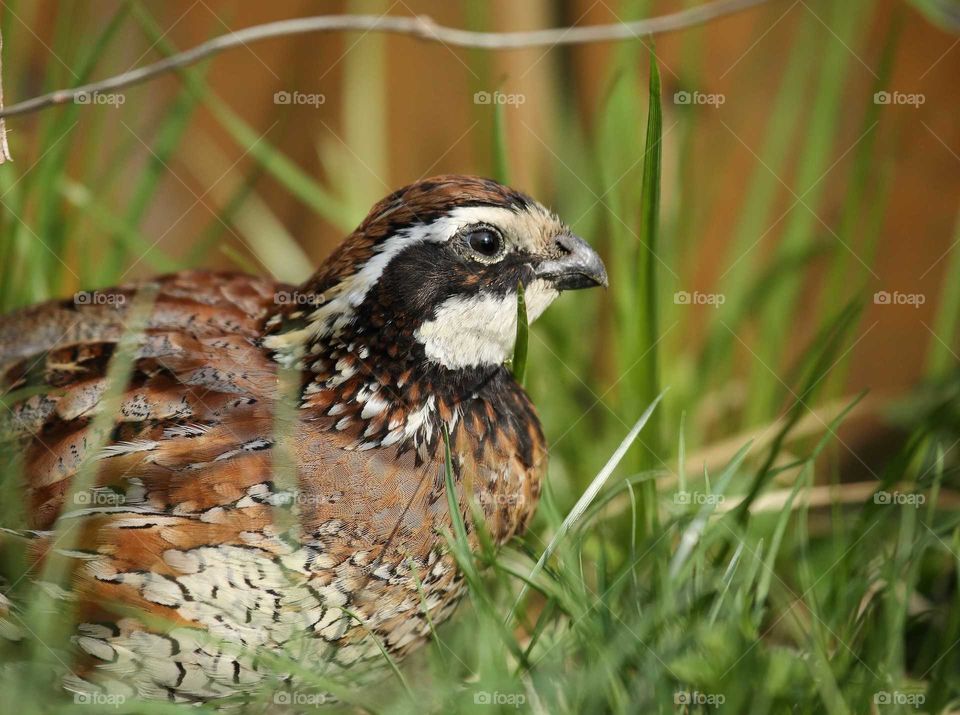 Northern  Bobwhite