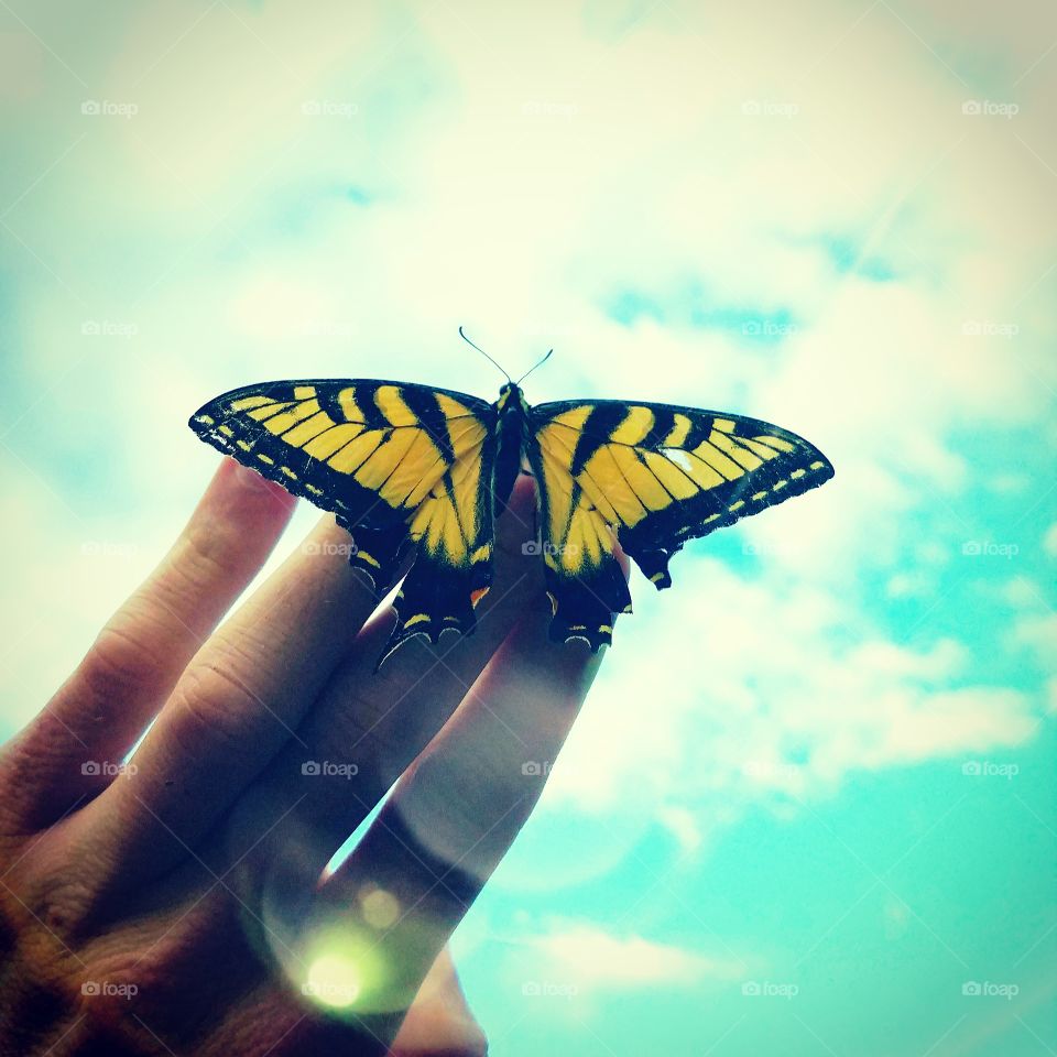 While out taking photos one day, this butterfly graced me with its presence. Embracing the moment, I flung my camera behind my back and took out my cell phone to capture this image before he fluttered away again in the afternoon breeze.