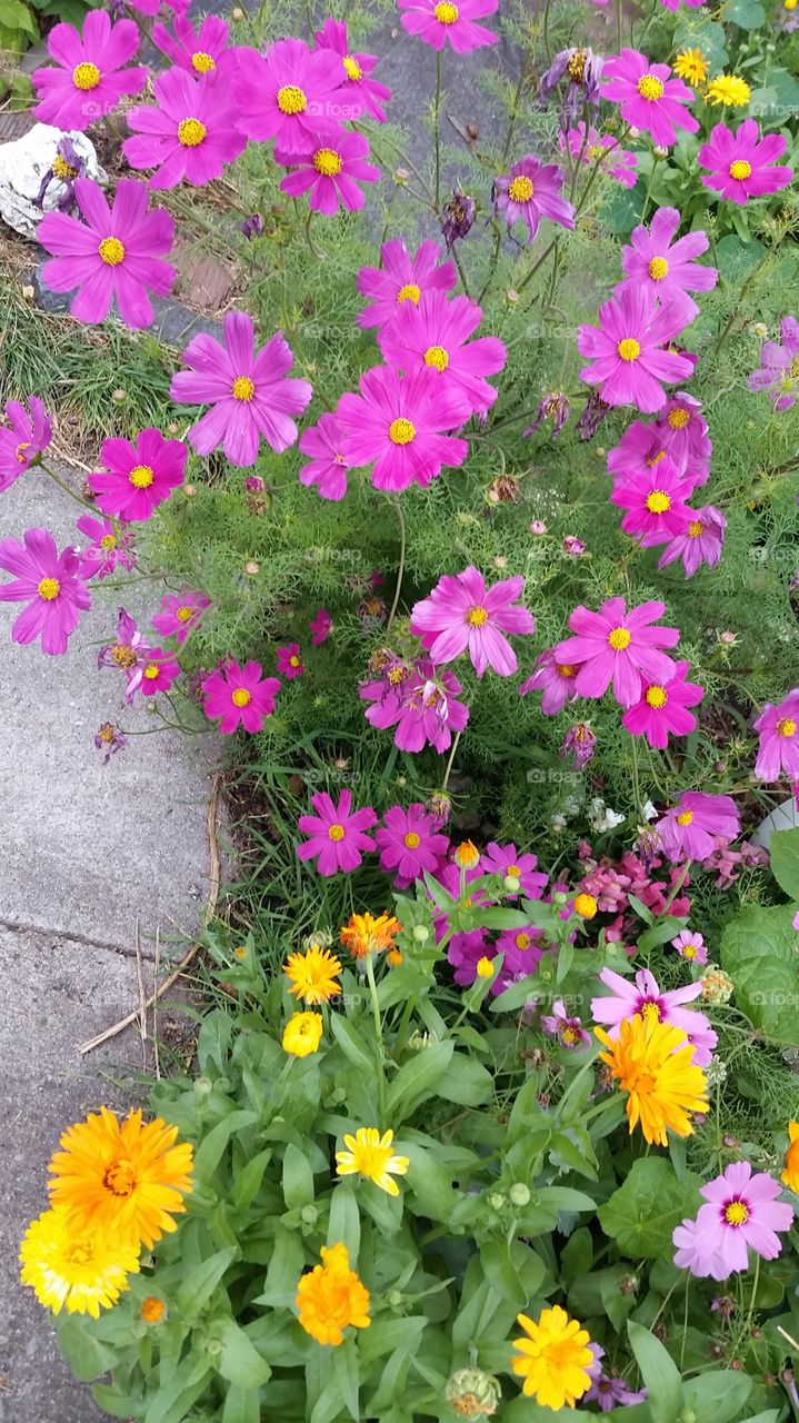 my Calendula & Cosmos. come back for me