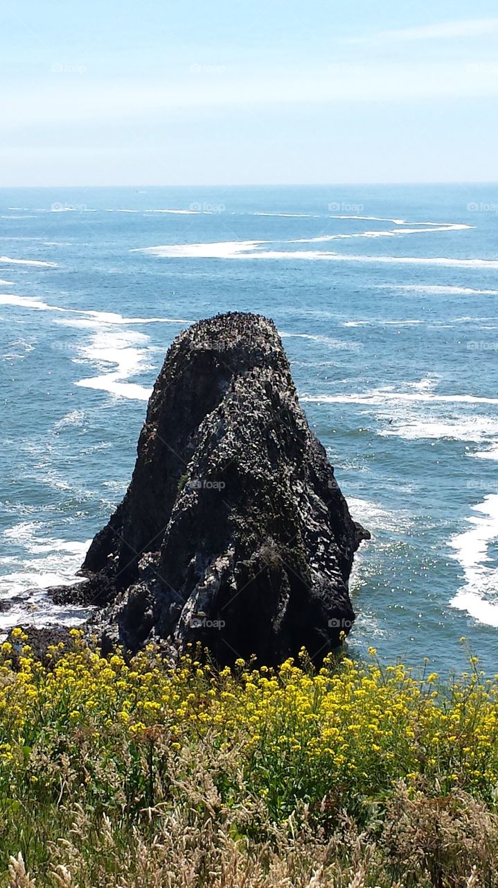 Yaquina Head Outstanding Natural Area Coastal Rocks