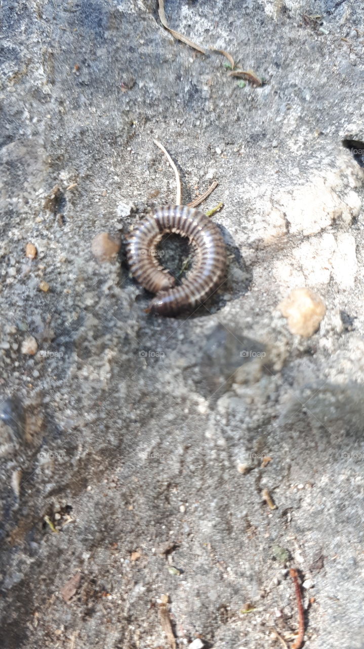 Close up of Cracked Millipede Shell on Ashphalt