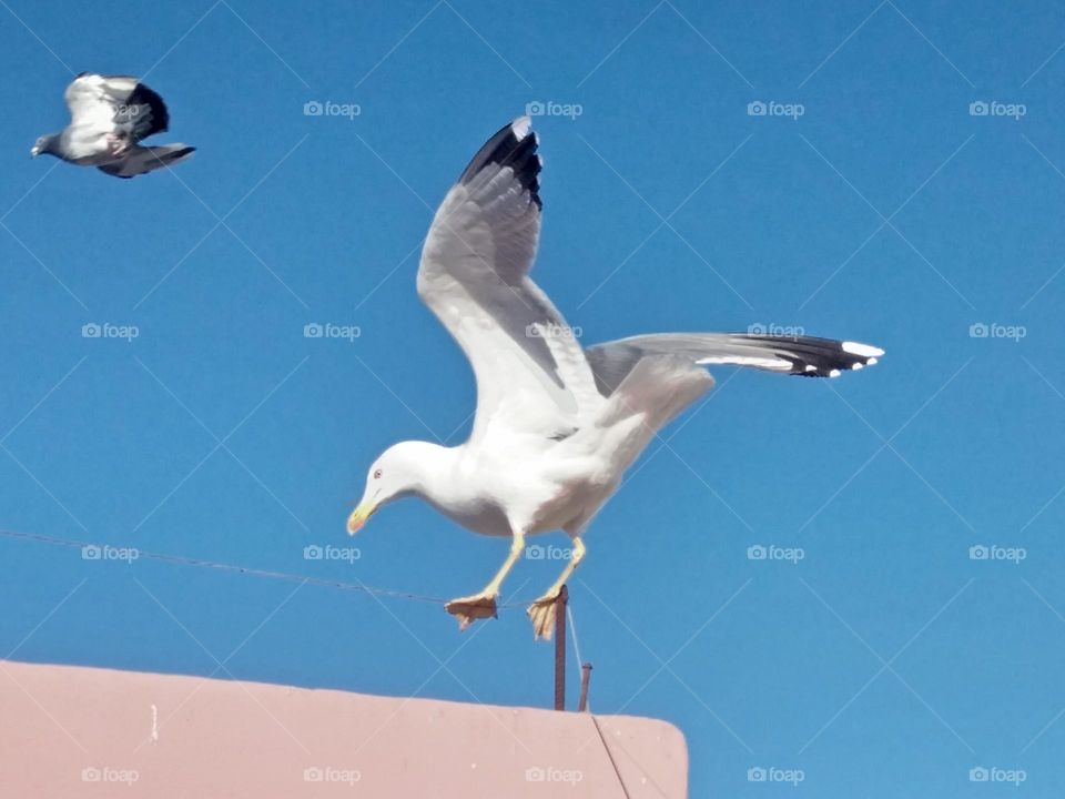 Beautiful seagull