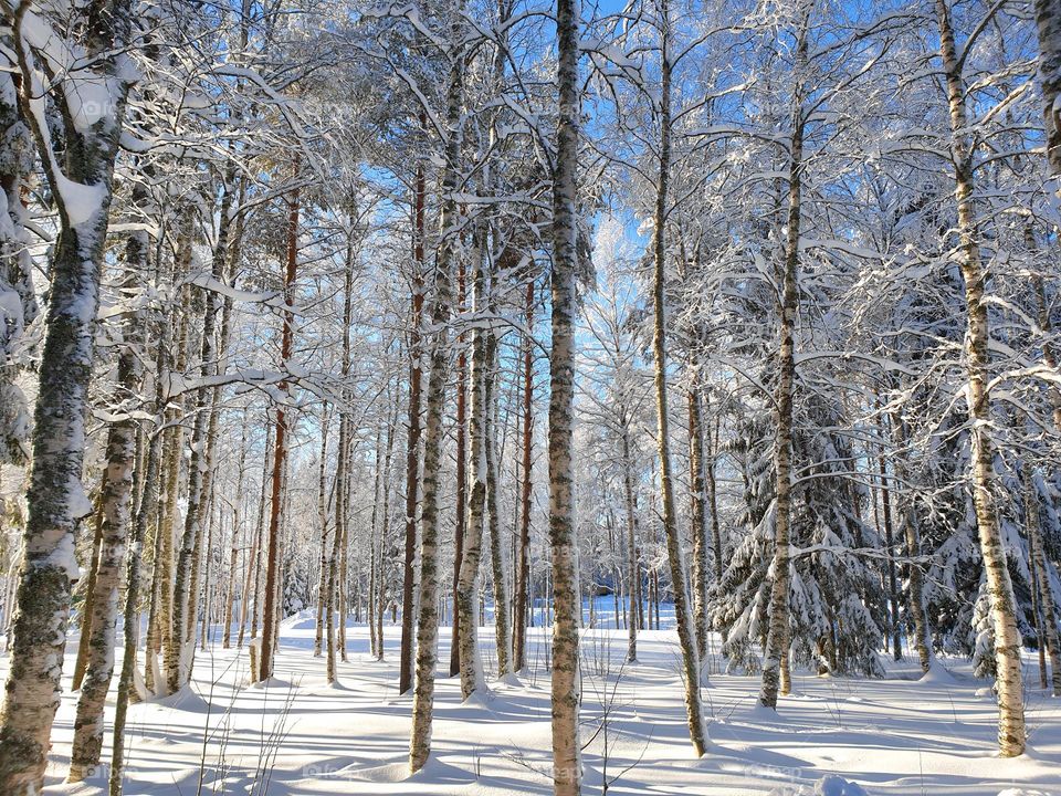 magisk skog