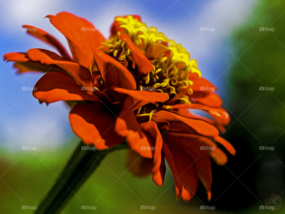 Flower. Flower at a botanical garden 