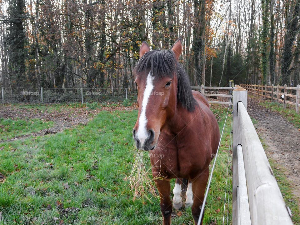 Beautiful domestic bay brown horse eating straw while standing near a wooden fence in a paddock, close-up side view.