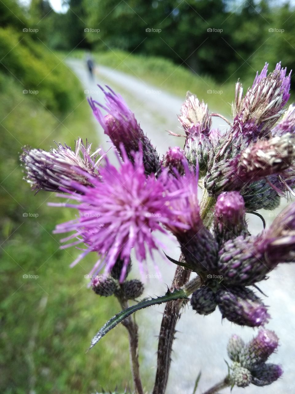Bad Wildbad Schwarzwald
