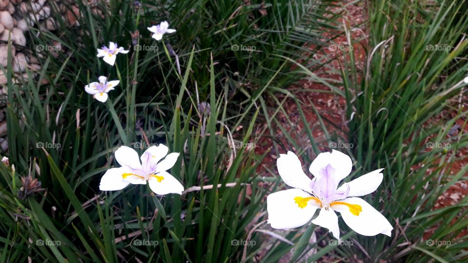 Pattern Flowers