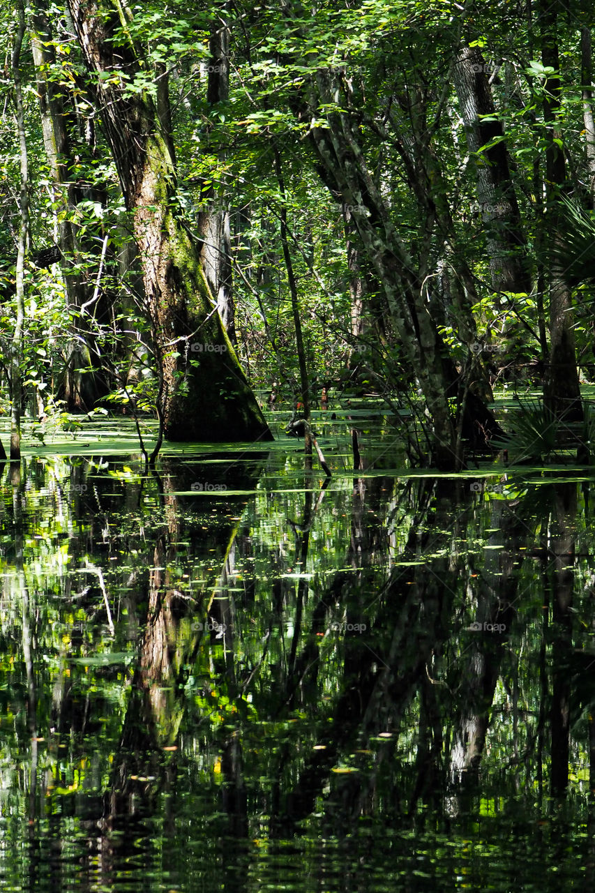 Airboat through the Swamp