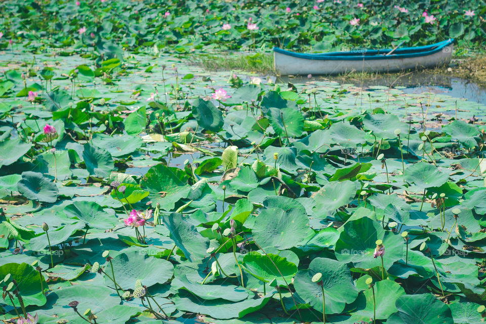 Lotus and boat
