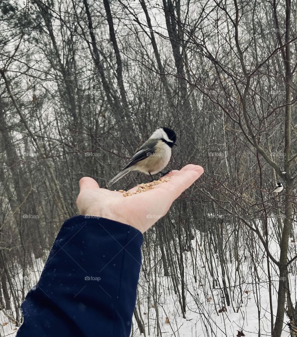 Black Capped Chickadee, a bird in the hand is worth two in the bush.