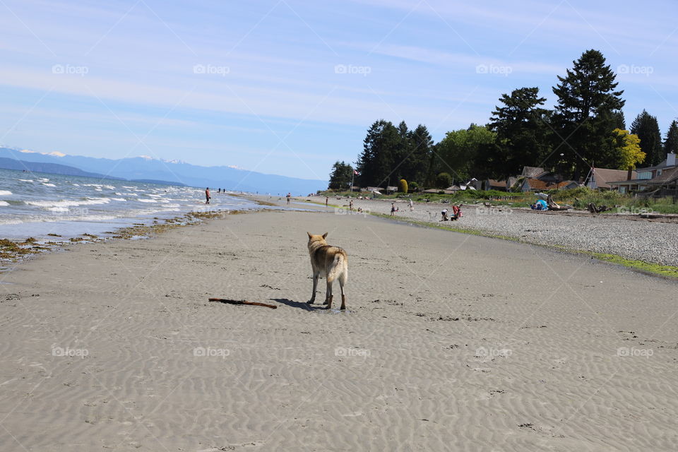 Dog on a beach. 