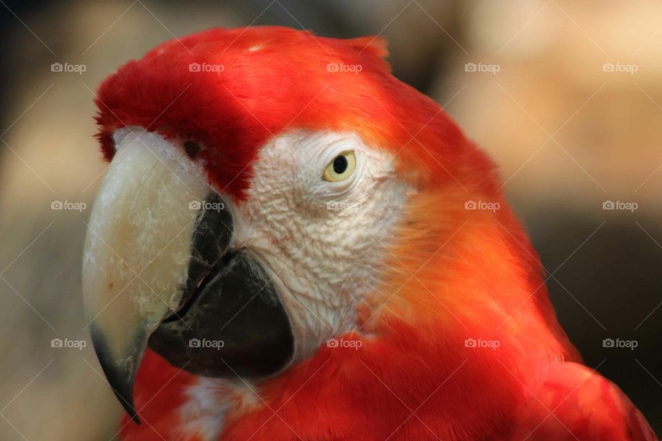 Macaw