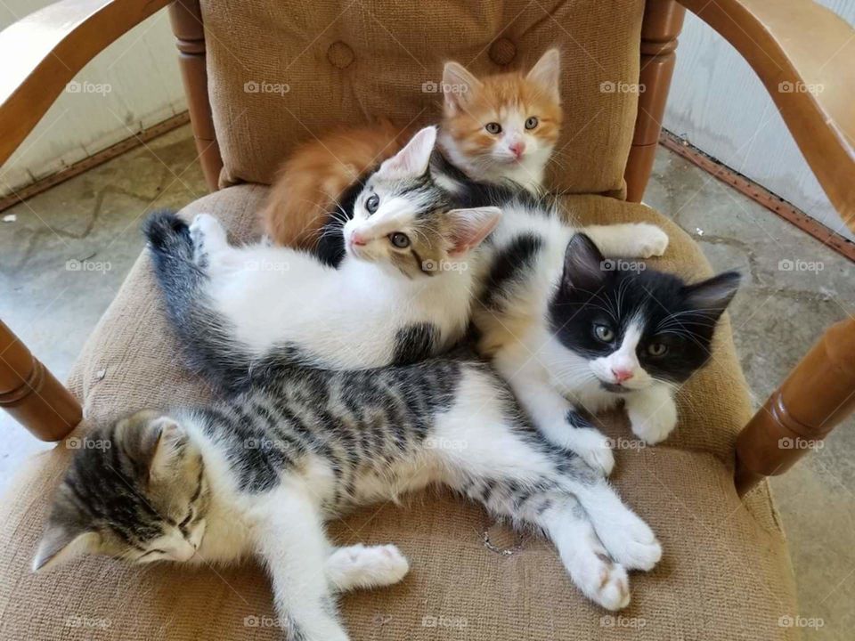 Baby Kitties