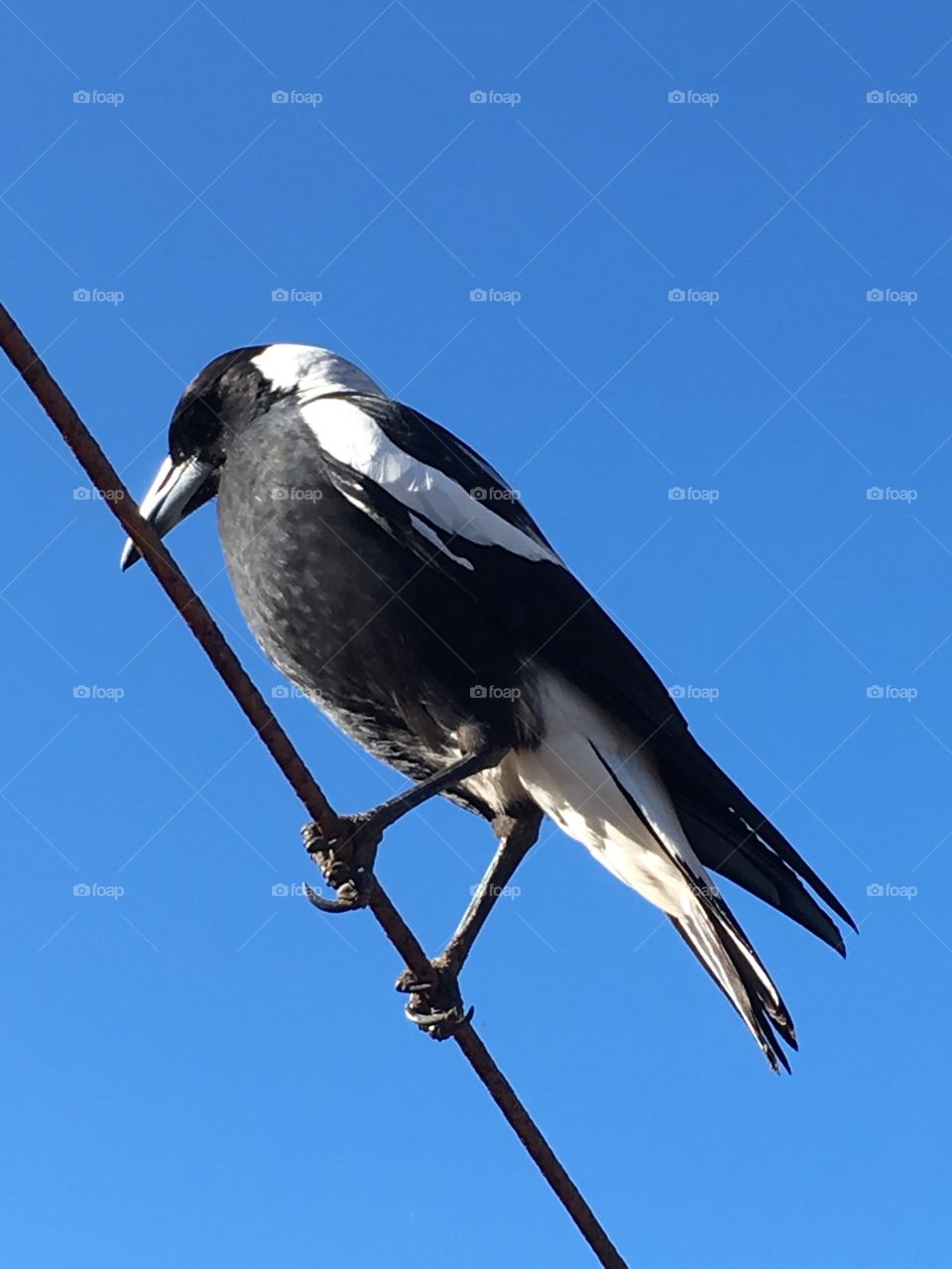 Side view large wild magpie on a wire in the sky set against a vivid blue sky closeup space for text 