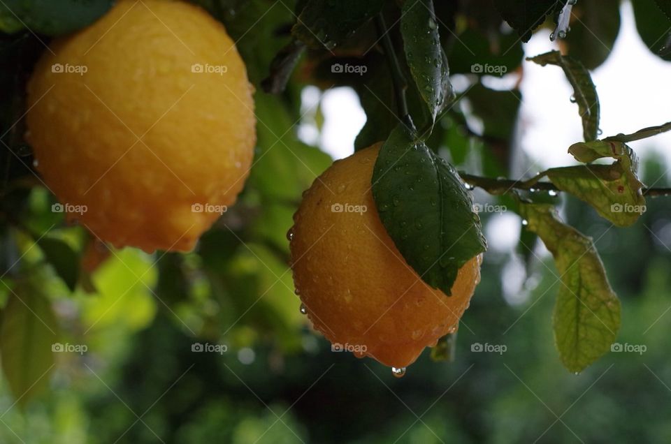 Lemons