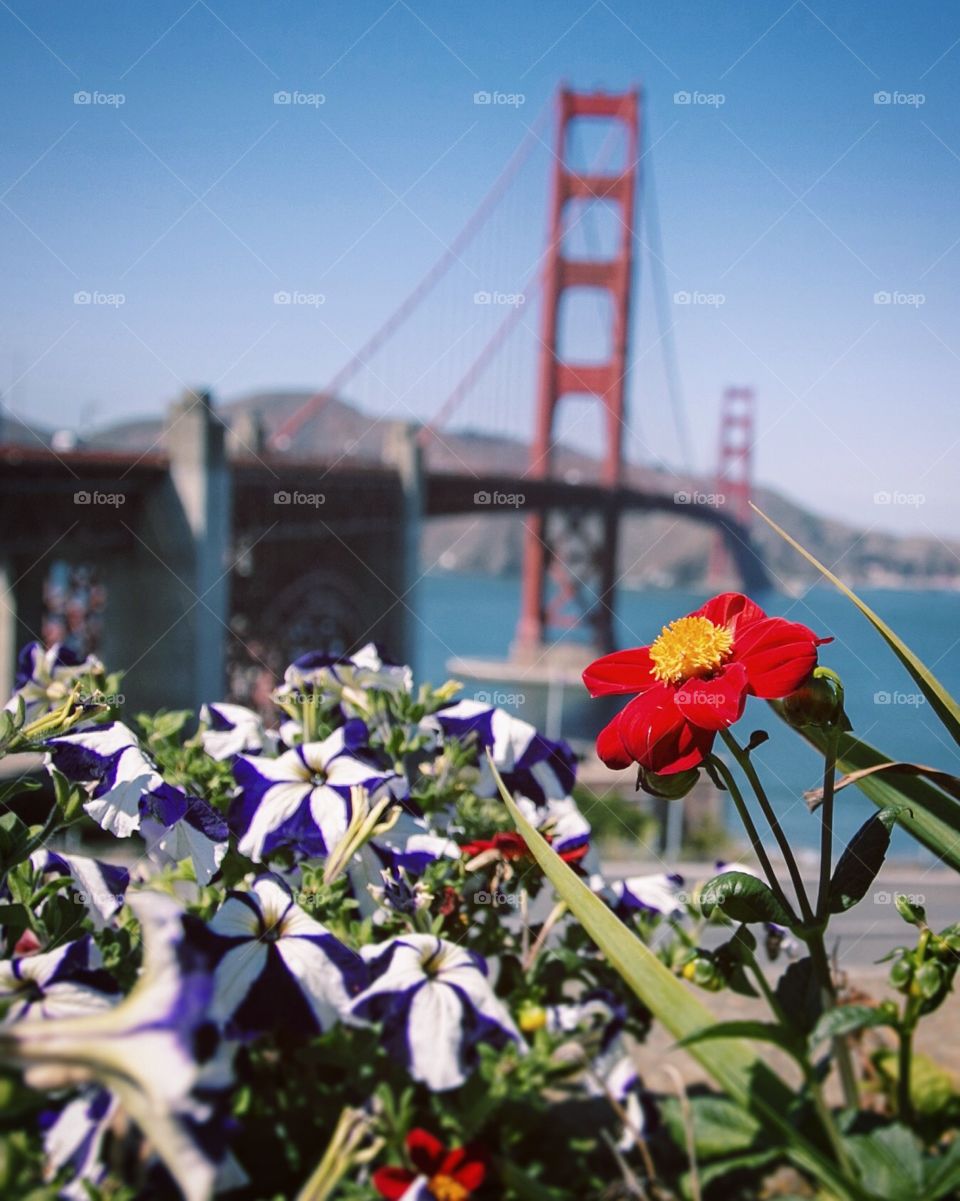 Flowers in front of Golden Gate Bridge