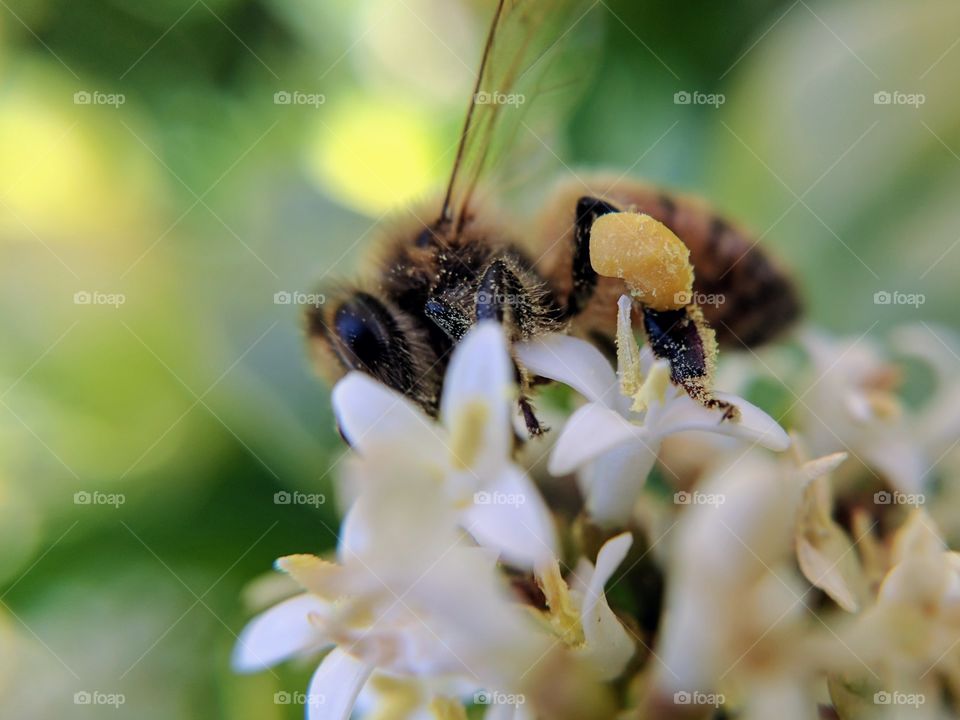 pollen on bee leg