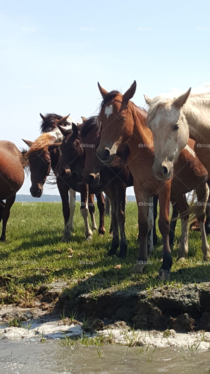 Wild Horses