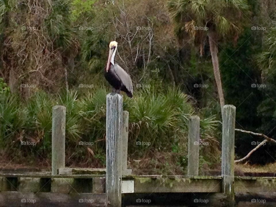 Pelican posed on the dock