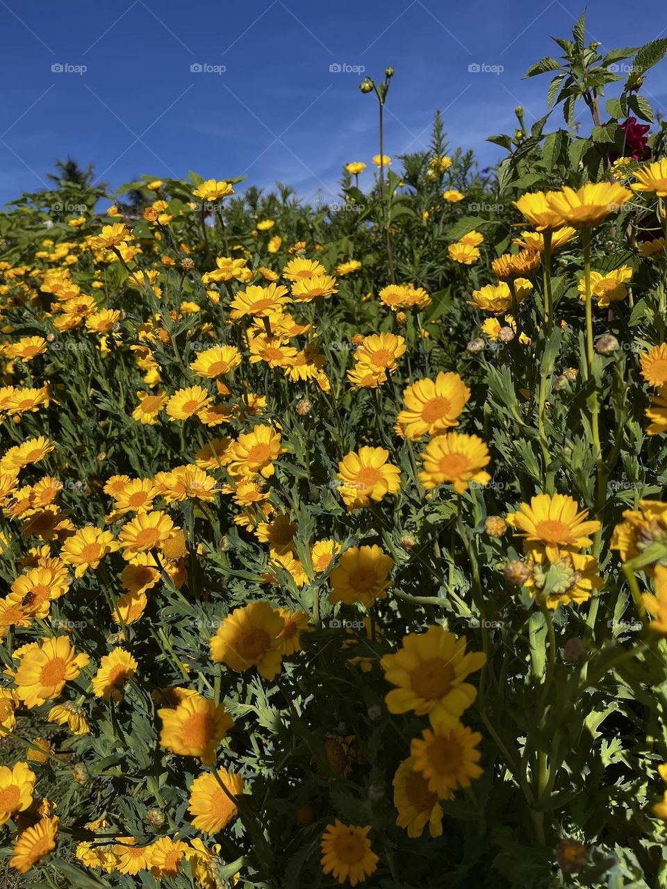 A yellow flowers field
