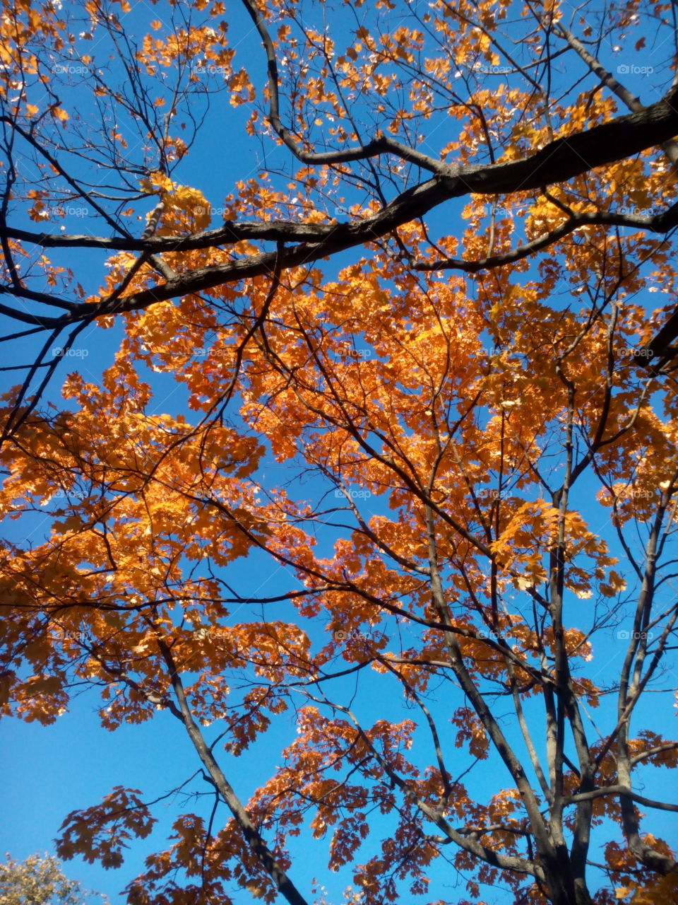 Tree, Branch, Season, Fall, Leaf