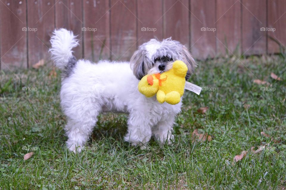 dog toy yellow duck