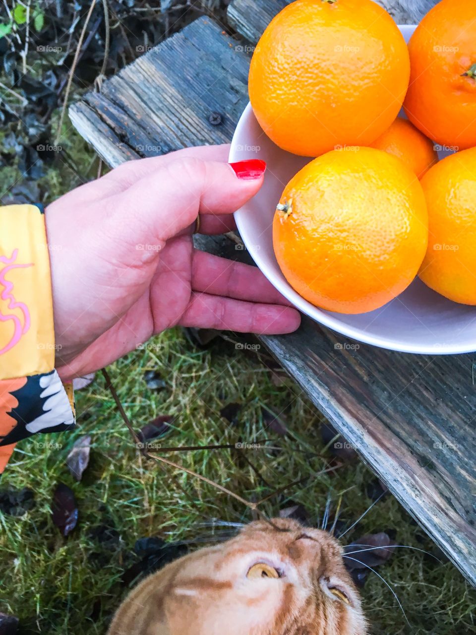 bowl with clementines and kitty