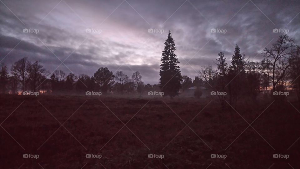 Magic evening in a forest glade, St. Petersburg, Russia