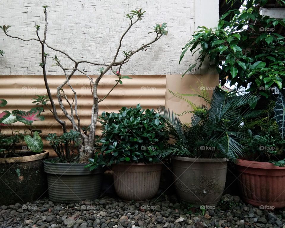 house plants and rustic wall