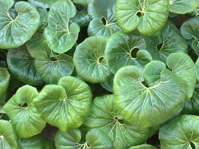 plants