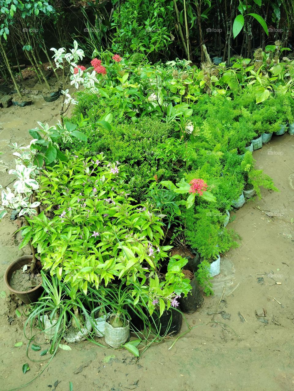 green plant of different species seasonal fresh shurb small size looks very beautiful generally found everywhere