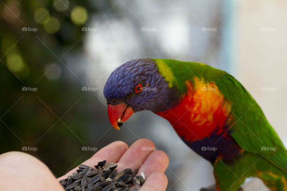 Close-up of parrot feeding seeds