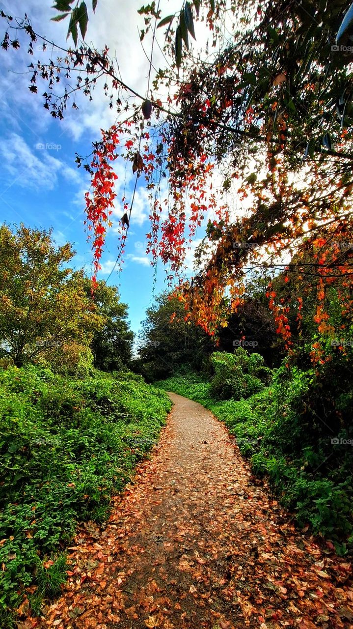 Winding footpath strewn with autumn leaves and bordered by bright green grass with bright red autumn leaves in the foreground