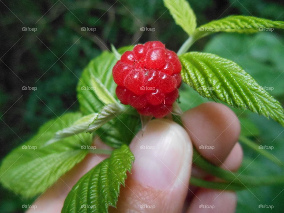 red ripe raspberry in the hand in the forest summer time