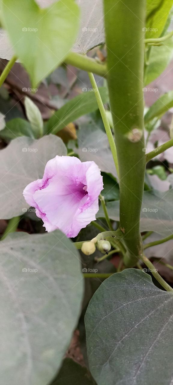 💜🤍💚💜💚🤍