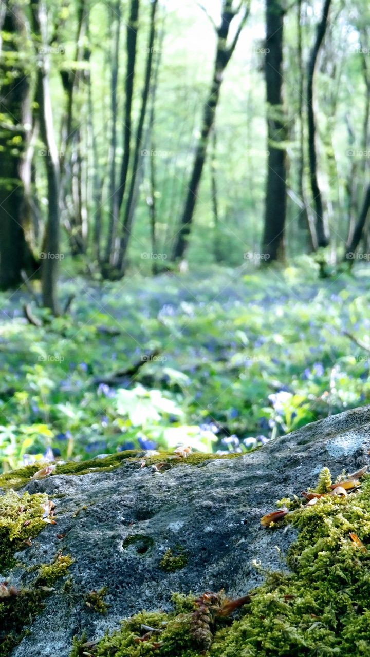 Real forest atmosphere shoot