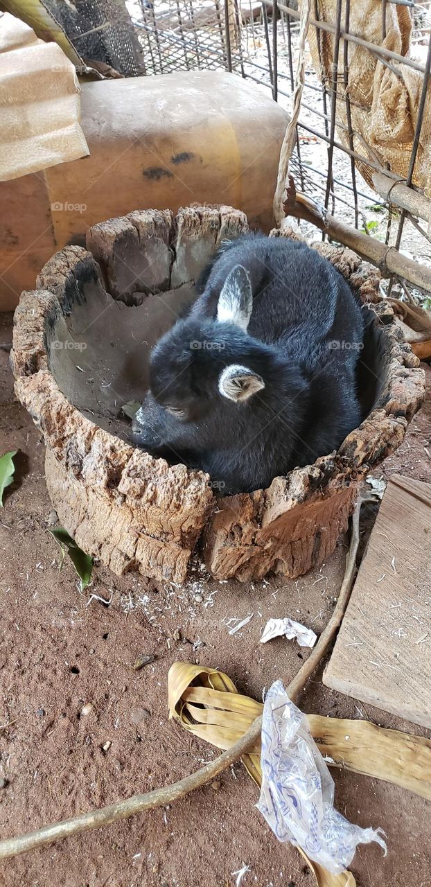 kid(goat) laying inside mortar
