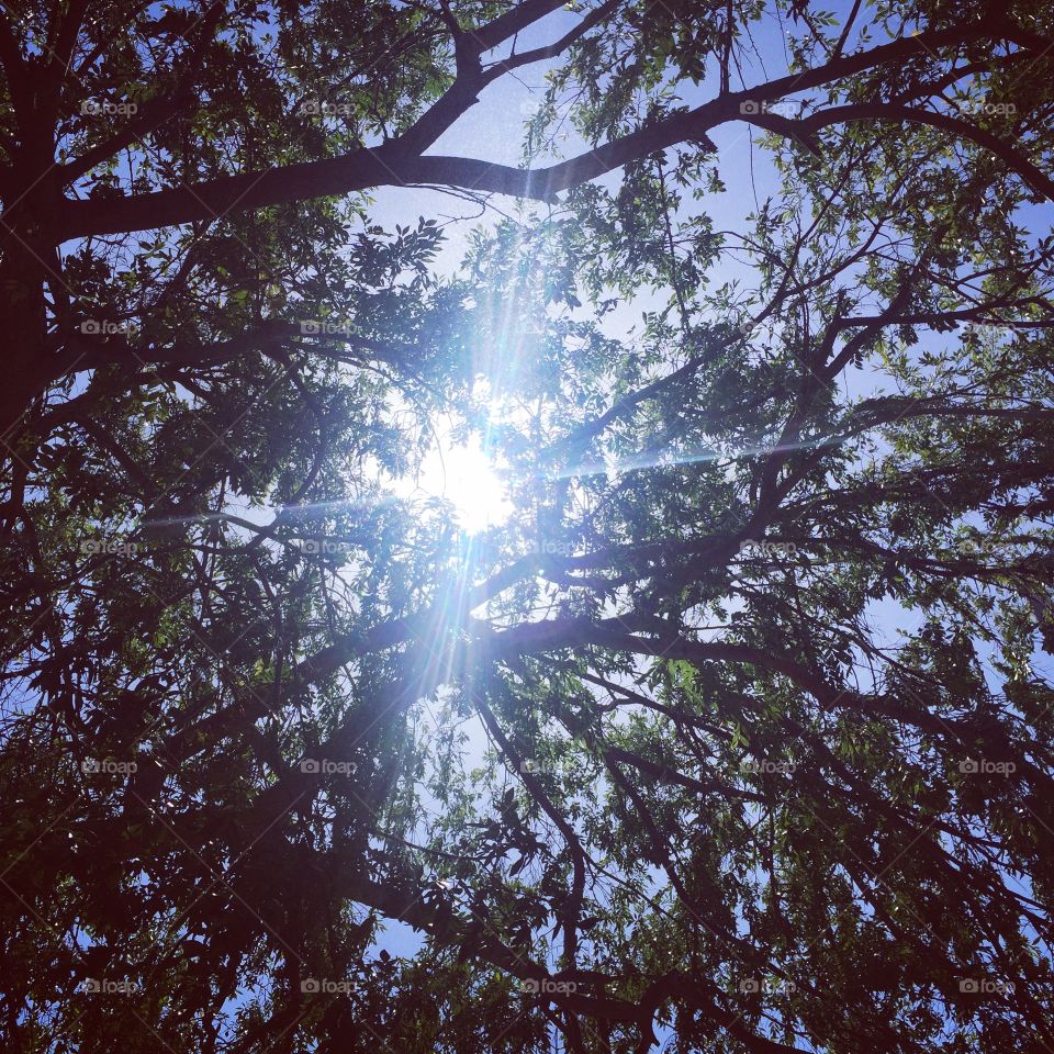 Light shines through 